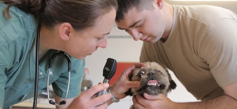 Want To Become A Responsible Veterinarian?